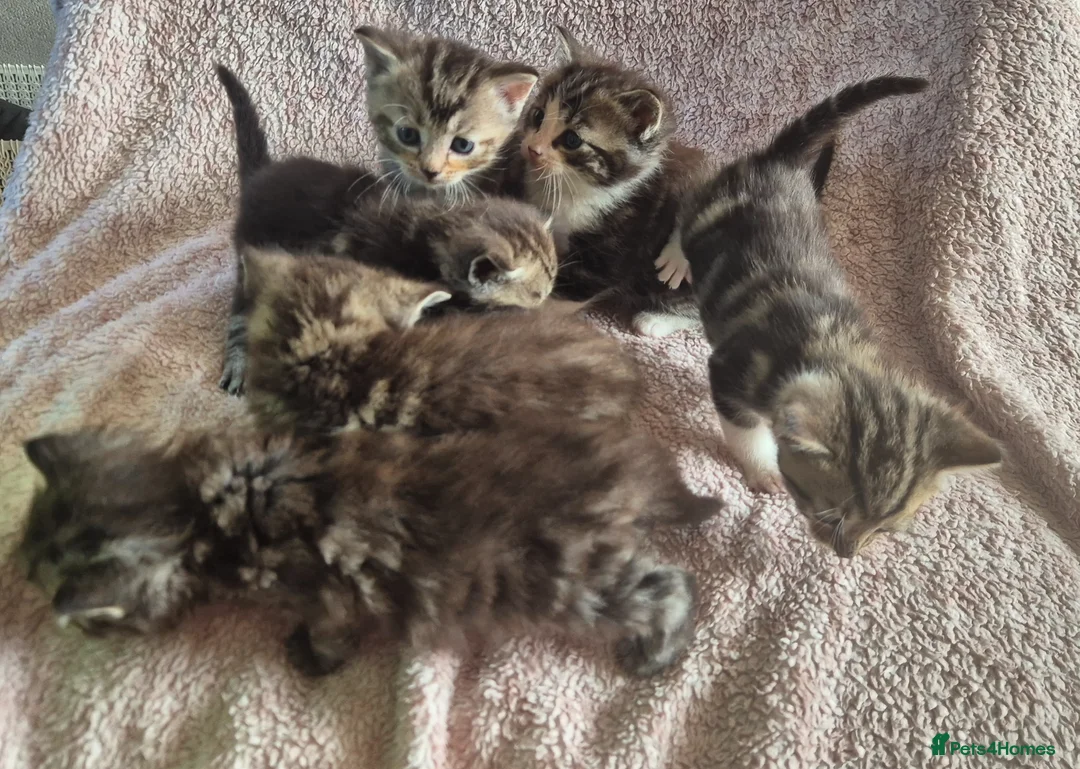 Mixed Breed cats for sale: 6 kittens for sale  in Bridgwater - Advert 2