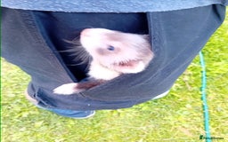 Ferret rodents for sale: Two boy ferrets  - Image 3