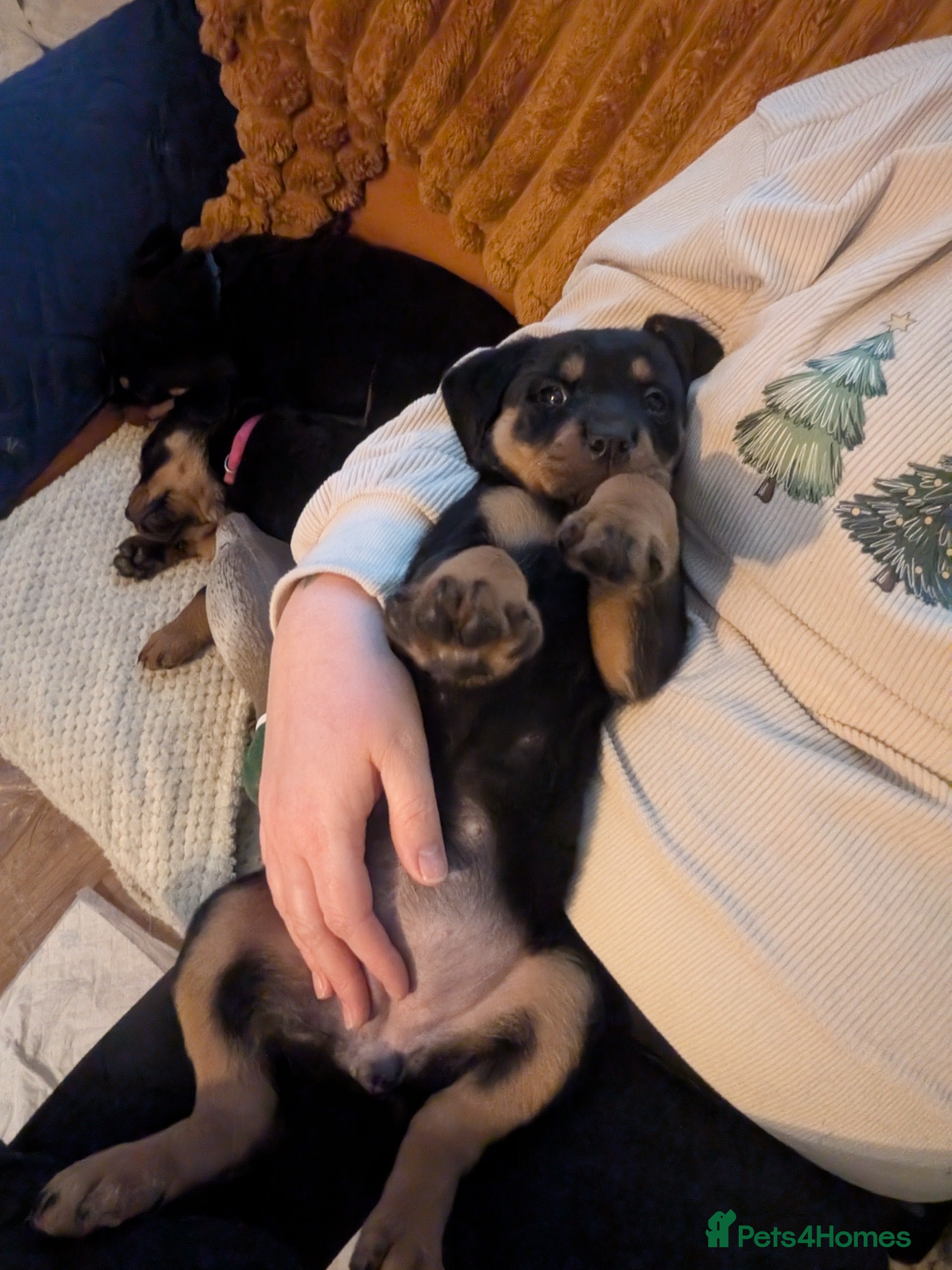 Rottweiler dogs ⭐ Rottweiler ⭐ - Advert 2