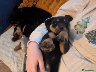 Rottweiler dogs ⭐ Rottweiler ⭐ - Advert 9