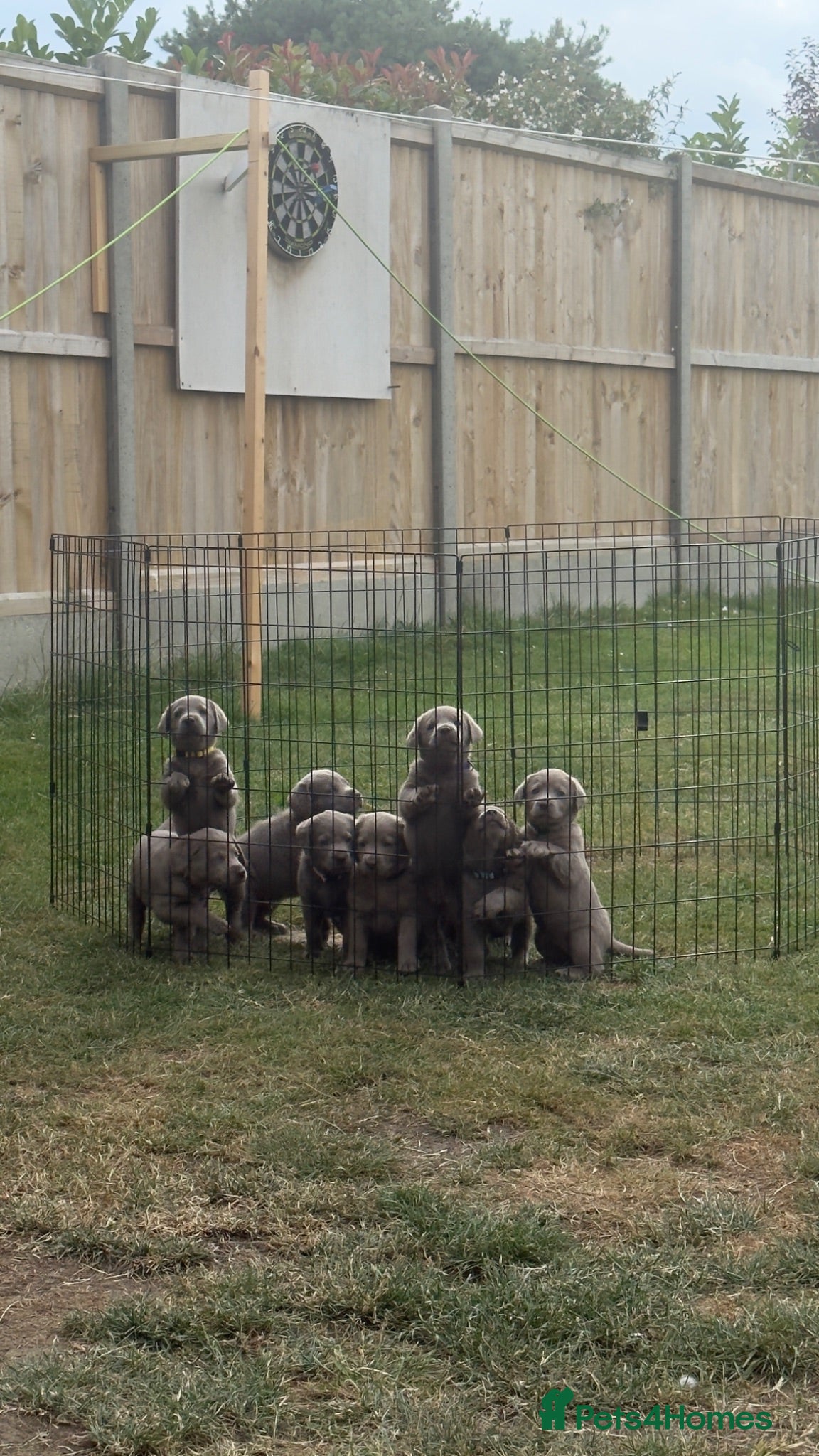Labrador Retriever dogs Beautiful KC REG Silver Labrador Puppies  - Advert 4