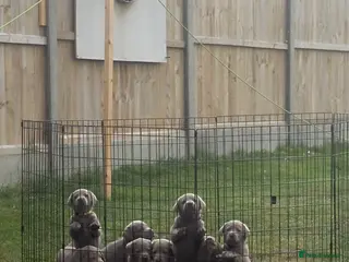 Labrador Retriever dogs Beautiful KC REG Silver Labrador Puppies - Advert 4