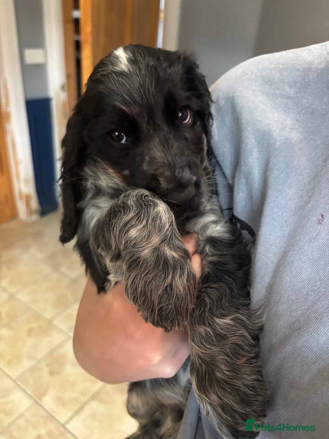 Cocker Spaniel dogs for sale: Show cocker spaniel pups  - Image 6