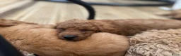 Cavapoo dogs for sale: Dog Trainer’s Cavapoo fur babies   - Advert 9
