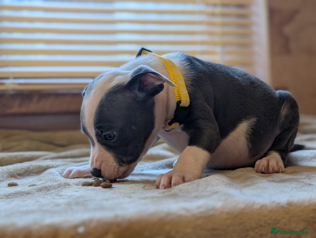 Staffordshire Bull Terrier dogs for sale: Blue/blue&white staffs - Image 4