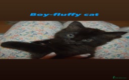 European cats for sale: Kitten ready to leave - Image 5