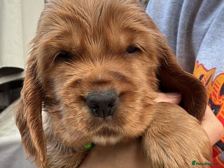 Cocker Spaniel dogs Beautiful Gold English cocker spaniels - Advert 7