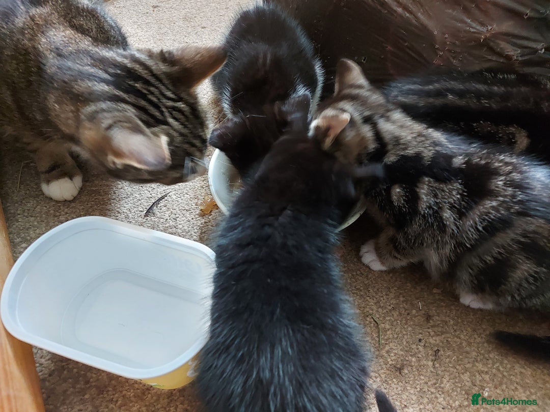 Mixed Breed cats for sale: 6 Beautiful Kittens Ready for New Homes - Image 4