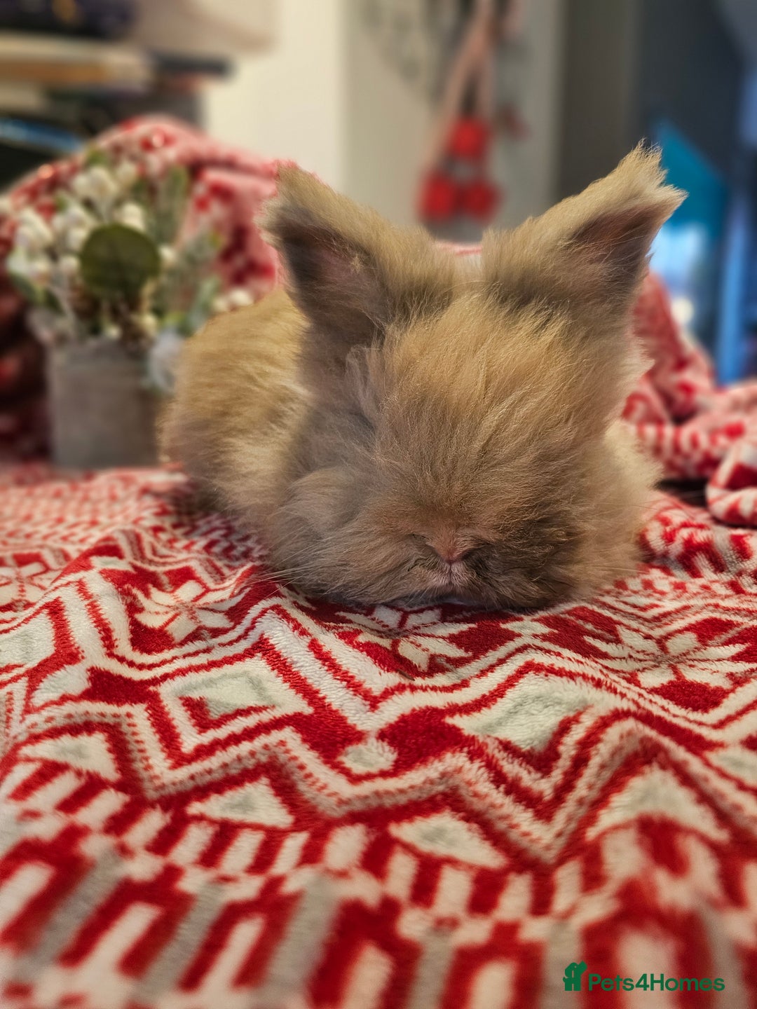 Angora rabbits for sale: Angora X - Advert 1