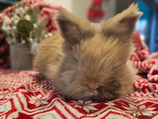 Angora rabbits Angora X - Advert 1