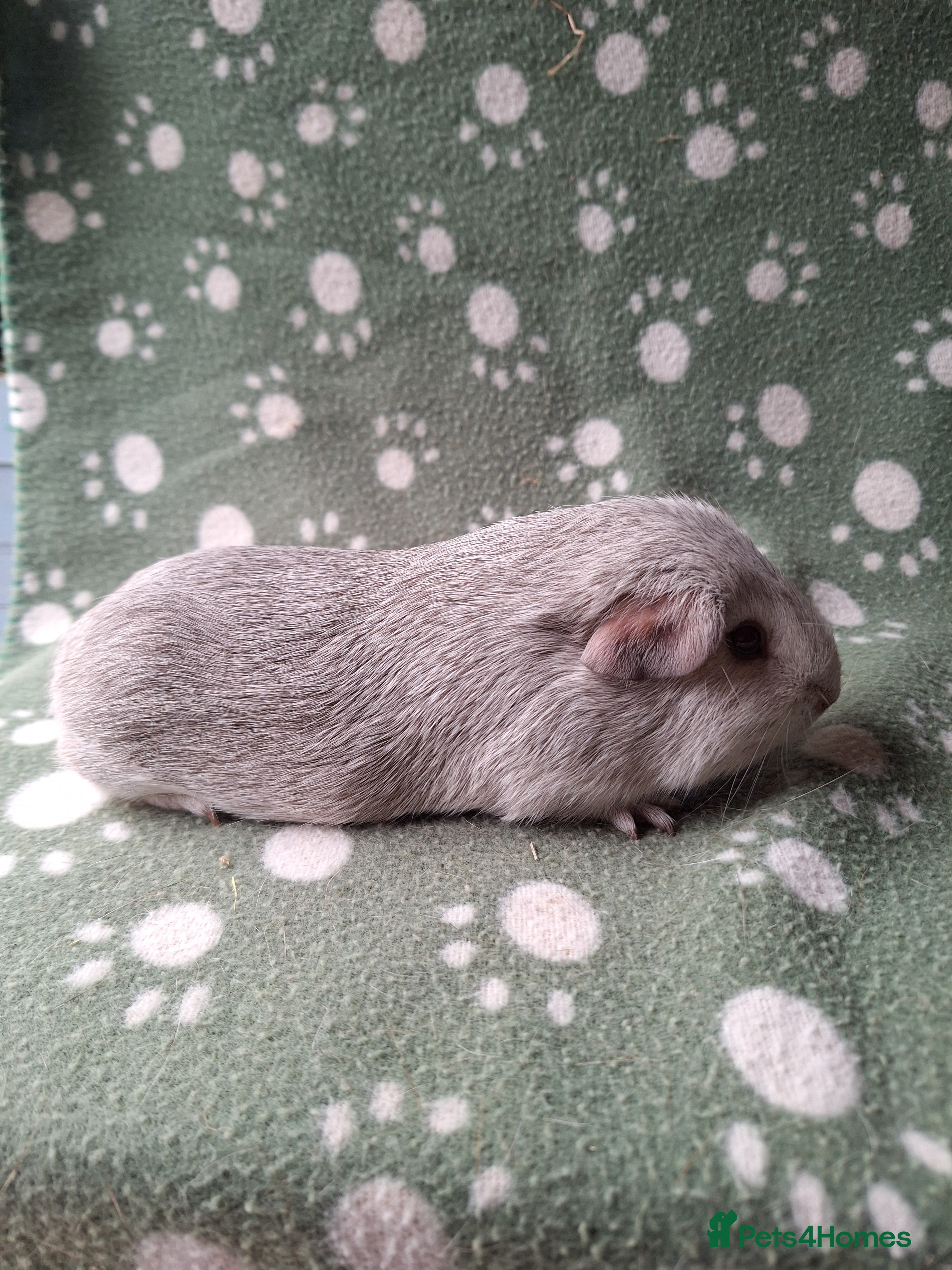 Guinea Pig rodents Pure bred chinchilla guinea pig - Advert 3