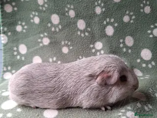 Guinea Pig rodents Pure bred chinchilla guinea pig - Advert 3