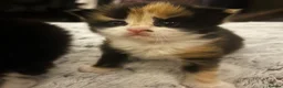Mixed Breed cats for sale: Two Calico Kittens in Thame - Advert 5