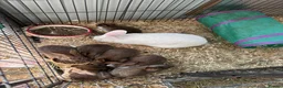 New Zealand rabbits for sale: New Zealand babies  - Advert 10