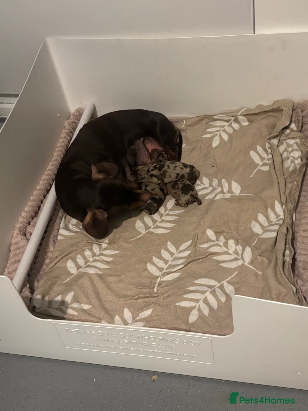 Miniature Dachshund dogs for sale: Minutare daschund pups  - Advert 15
