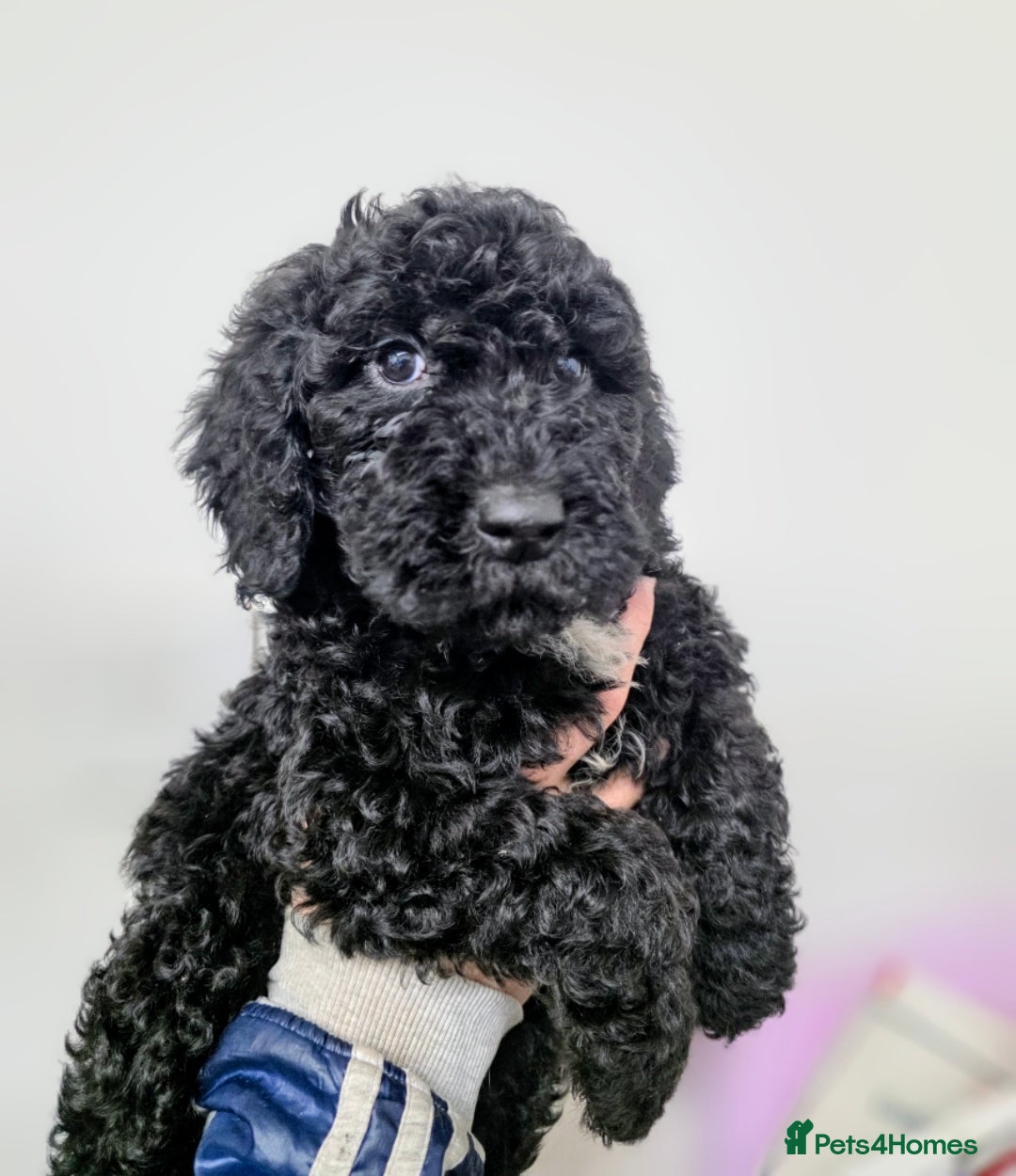 Cockapoo dogs Amazing quality pups READY - Advert 18
