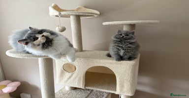 British Shorthair cats - Advert 7