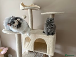 British Shorthair cats - Advert 6