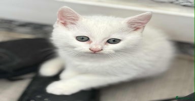 Persian cats - Advert 4