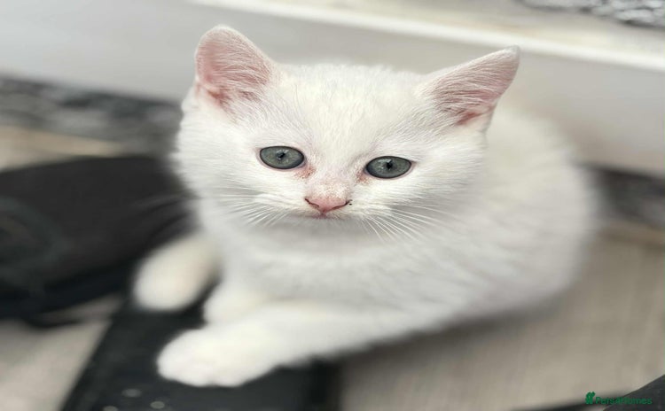 Persian cats - Advert 1