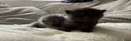 Mixed Breed cats for sale: Rag doll mix kittens bsh mixed kittens  - Advert 16