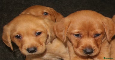 Labrador Retriever dogs - Advert 1