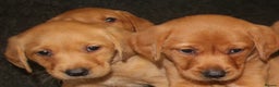 Labrador Retriever dogs for sale: Red Fox Labs : Health Checked-KC Reg-FTCH Pedigree - Advert 2