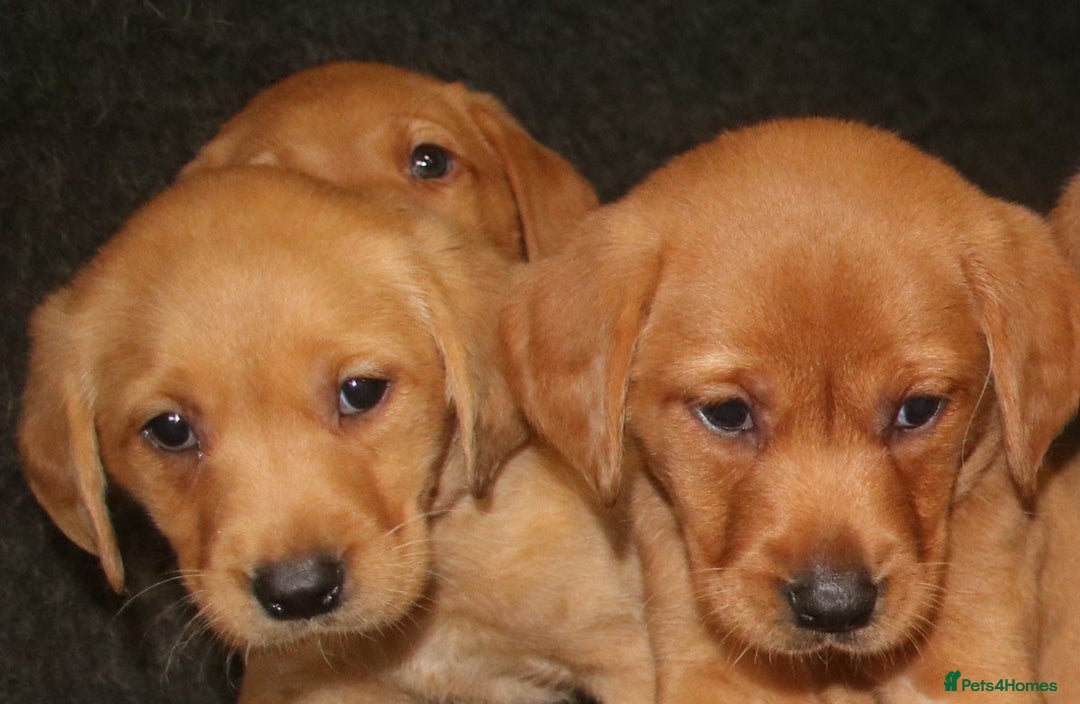Labrador Retriever dogs for sale: Red Fox Labs : Health Checked-KC Reg-FTCH Pedigree - Image 2