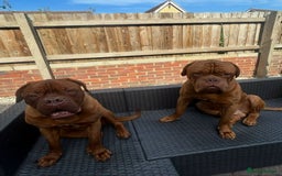 Dogue De Bordeaux dogs for sale: 🐾 Dogue De Bordeaux – Loving Pair for Sale 🐾 - Image 4