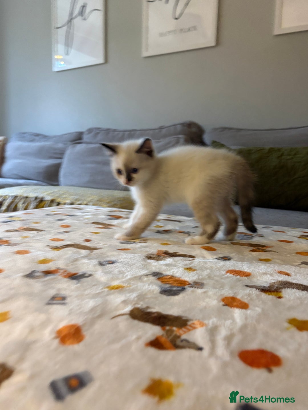 RagaMuffin cats for sale: Beautiful Ragamuffin Kittens Ready December 24th   - Advert 10