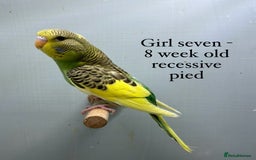 Budgerigars birds for sale: 8 week old Beautiful baby Budgies - Image 7