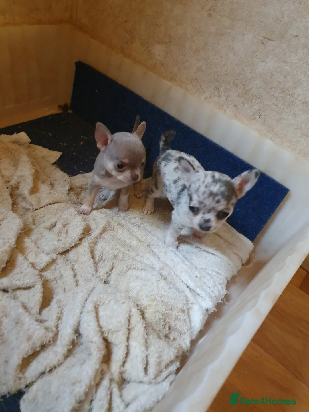 Chihuahua dogs for stud: Chihuahua in Launceston - Advert 3