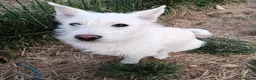 Mixed Breed dogs for adoption: ❤️SNOWY❤️– SMALL, SWEET & SOCIAL GIRL - Advert 4