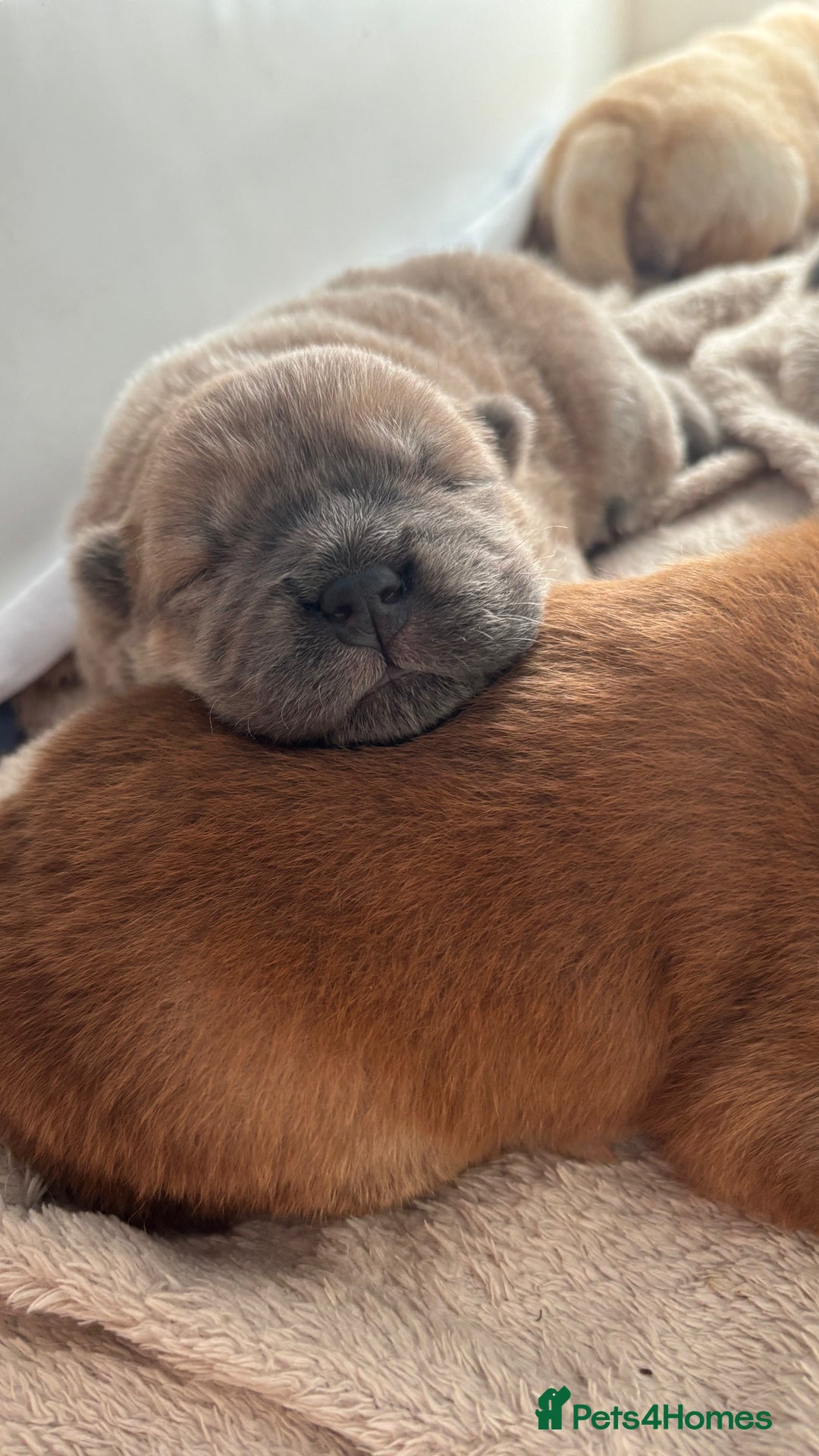 Chow Chow dogs for sale: Champion pedigree chow chow puppies in Northampton - Image 18