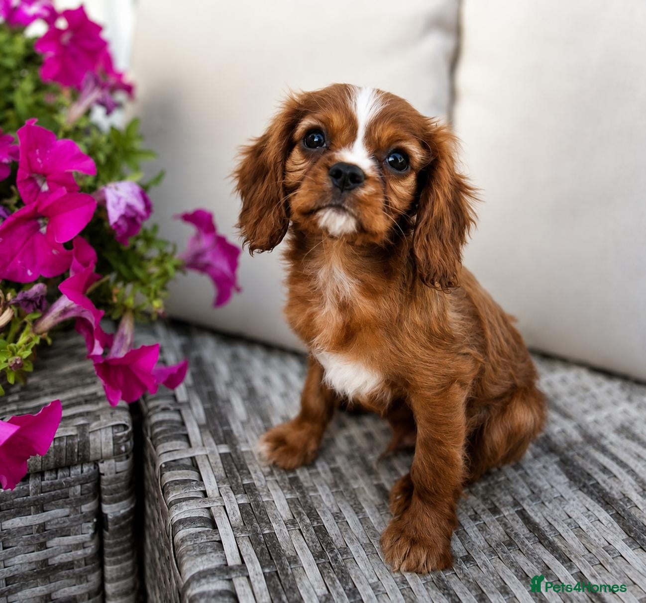 Cavalier King Charles Spaniel dogs Stunning King Charles cavalier Pups  - Advert 12
