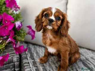 Cavalier King Charles Spaniel dogs Stunning King Charles cavalier Pups - Advert 1