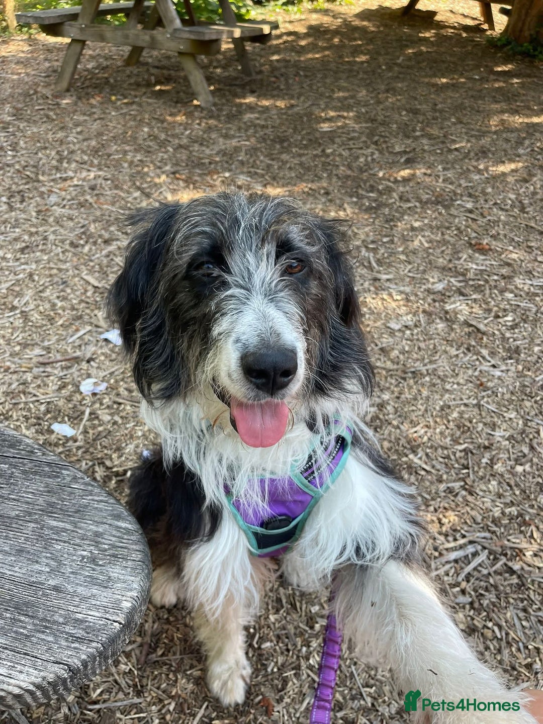 Mixed Breed dogs for adoption: Meet Lumi, currently residing in Somerset  - Advert 11