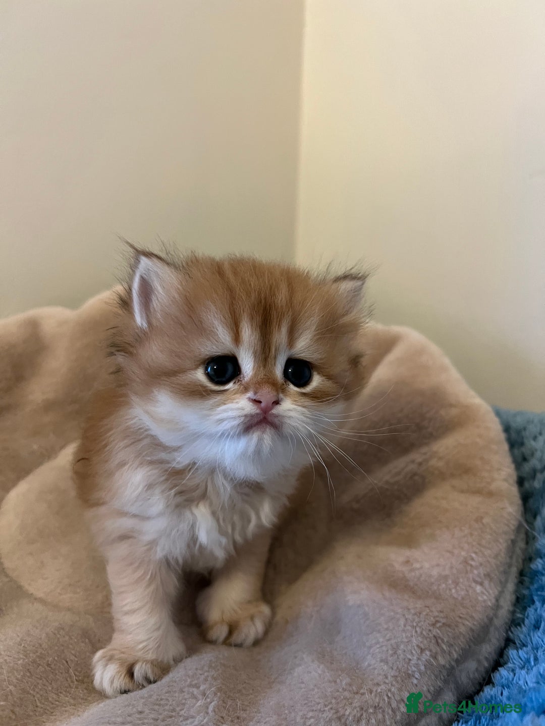 British Longhair cats for sale: Gorgeous Golden British Longhair & Shorthair  - Advert 11