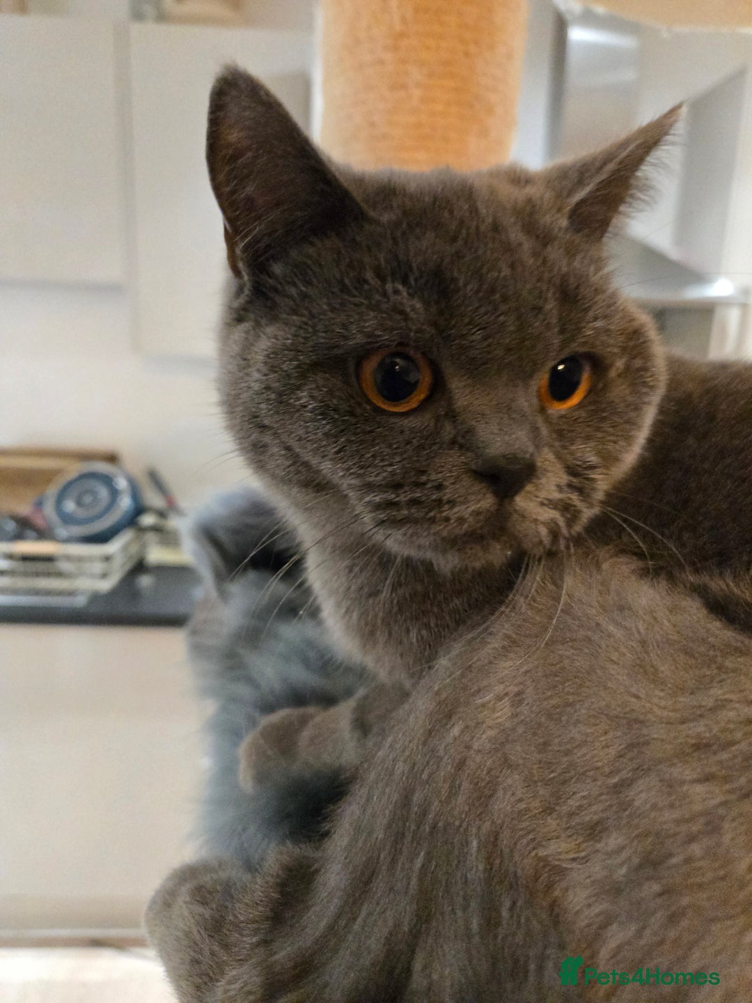 British Shorthair cats for sale: Blue British shorthair 9 months old £400 - Advert 13