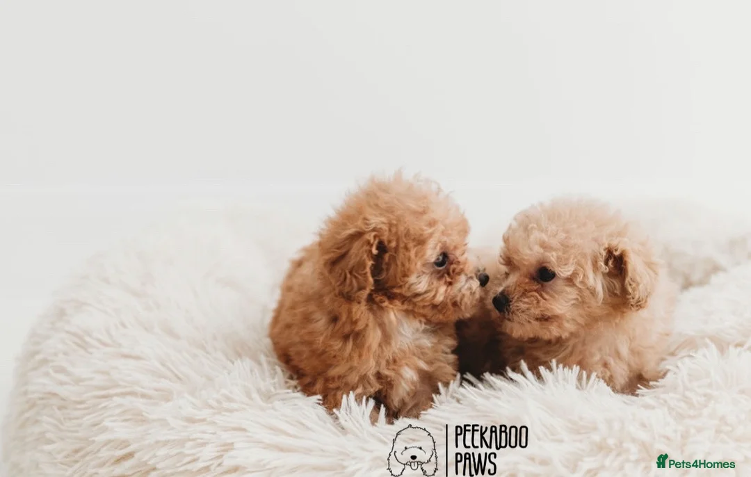 Toy Poodle dogs for stud:  **  Asian KC Toy Poodle for Stud DNA tested in Rickmansworth - Advert 27