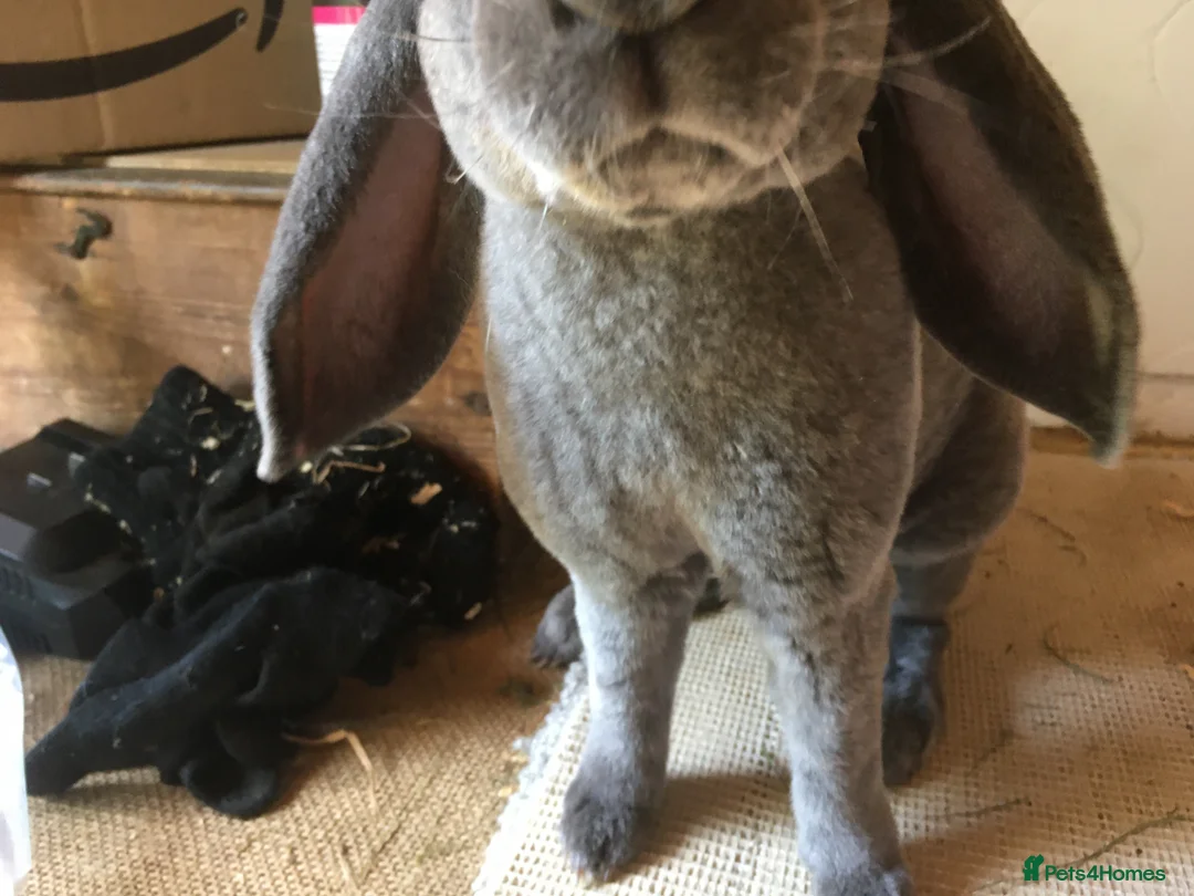 English Lop rabbits for sale: Velveteen Lop (male) - Advert 5