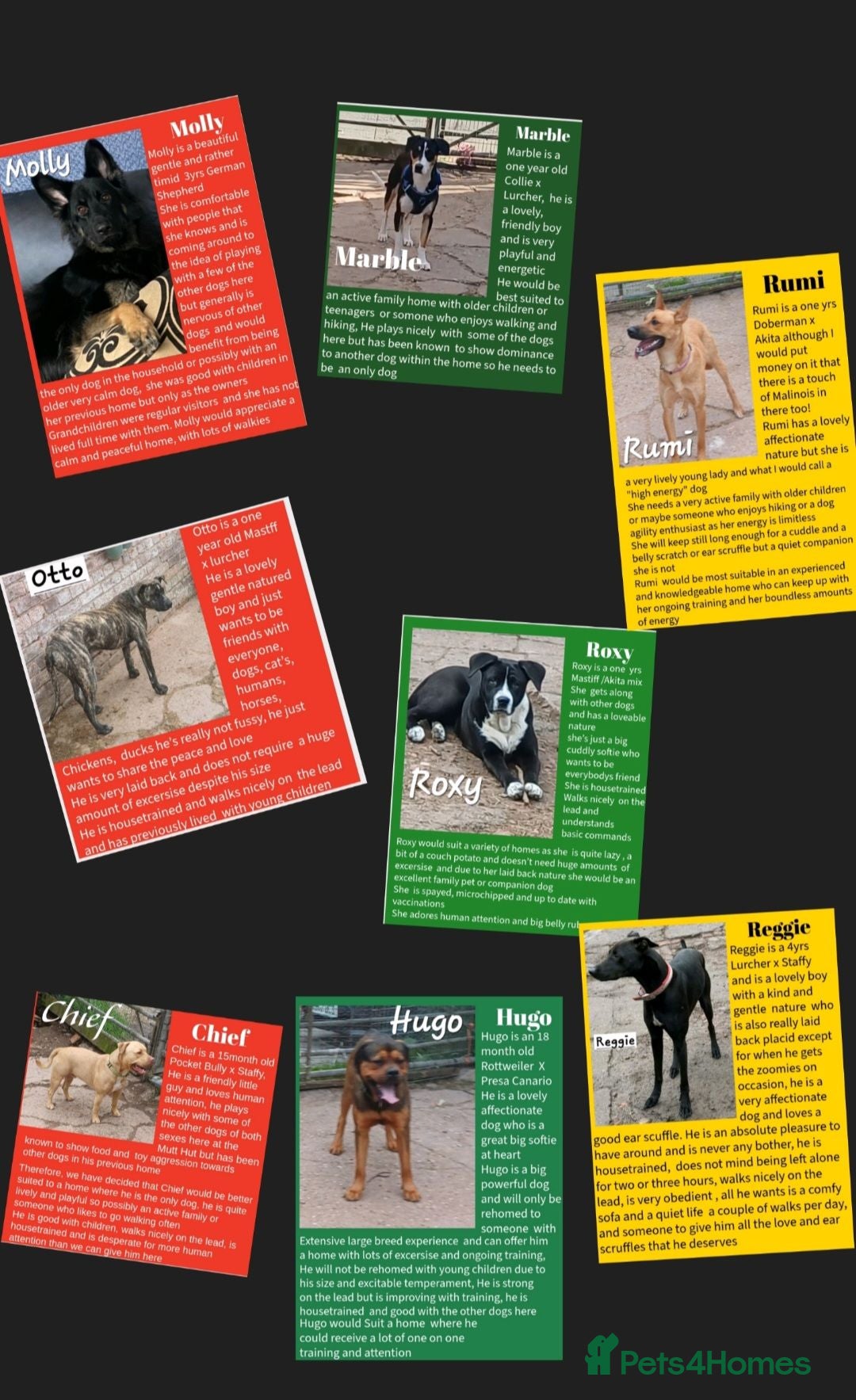 Mixed Breed dogs Rescue Dogs in need of Loving Homes - Advert 7