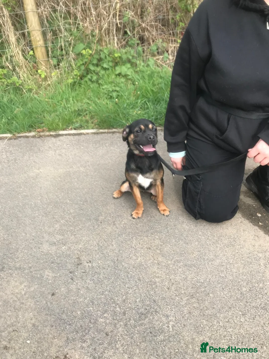 Mixed Breed dogs for sale: Female pug x parson Terrier - Advert 2