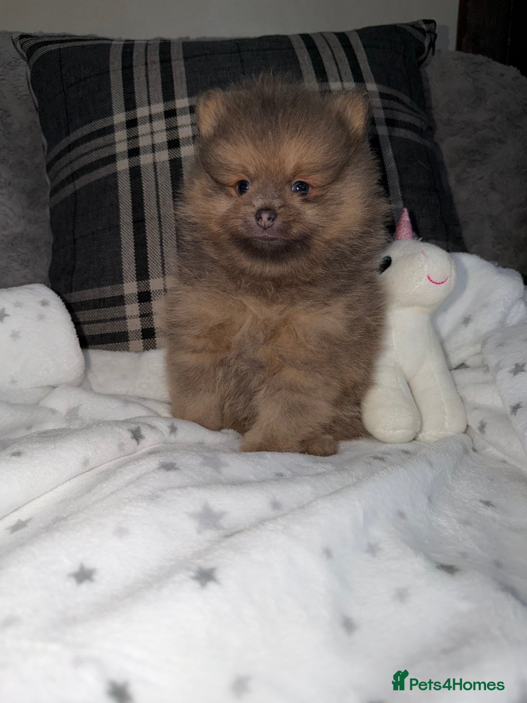 Pomeranian dogs for sale: 🧸⭐️. EXTRA SPECIAL POMERANIAN BEARS ⭐️🧸 - Advert 2