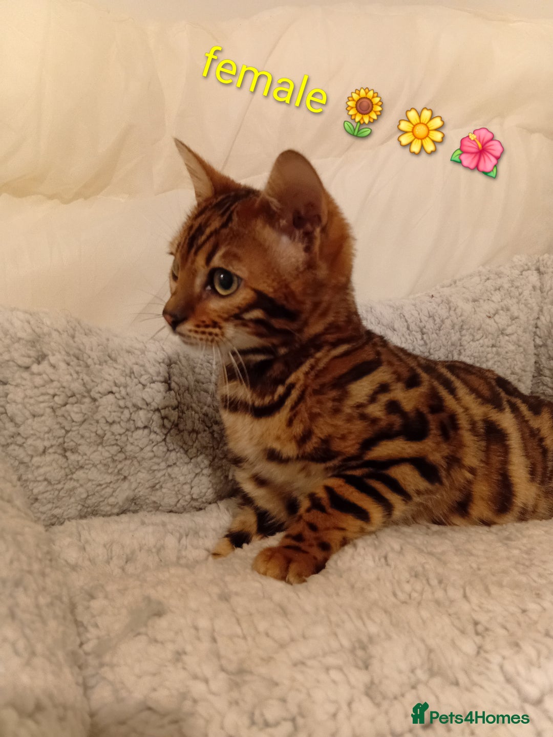 Bengal cats for sale: Kittens Bengal Pedigree tree blood line - Advert 2
