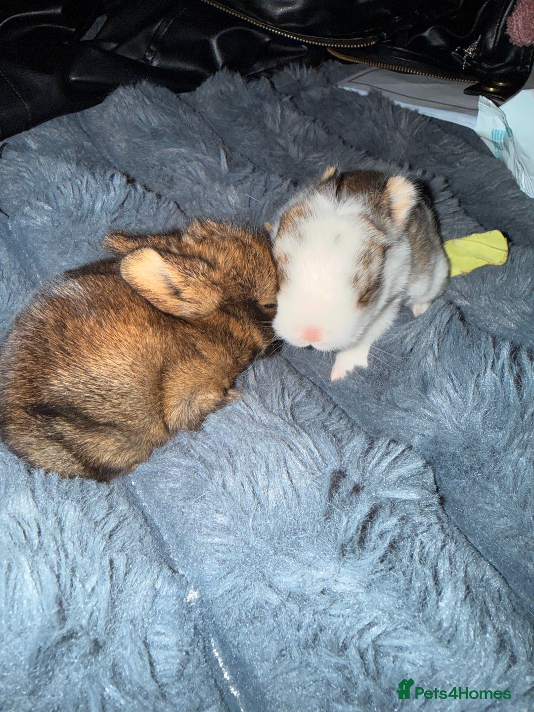 Mixed Breed rabbits for sale: Baby rabbits for sale-Ready from 3 months old - Advert 2