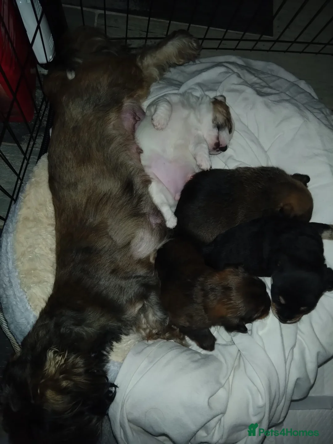 Mixed Breed dogs for sale: Healthy, Happy Puppies Available - Advert 5