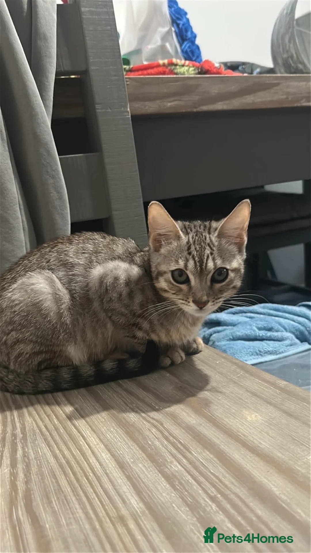 Bengal cats for sale: Brother & sister bengal kittens  in Hull - Advert 2