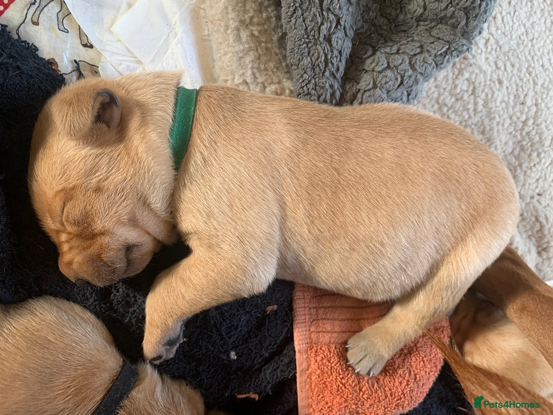 Labrador Retriever dogs for sale: ✨ Stunning 5 Male & 3 Female Fox Red Lab Puppies - Advert 28