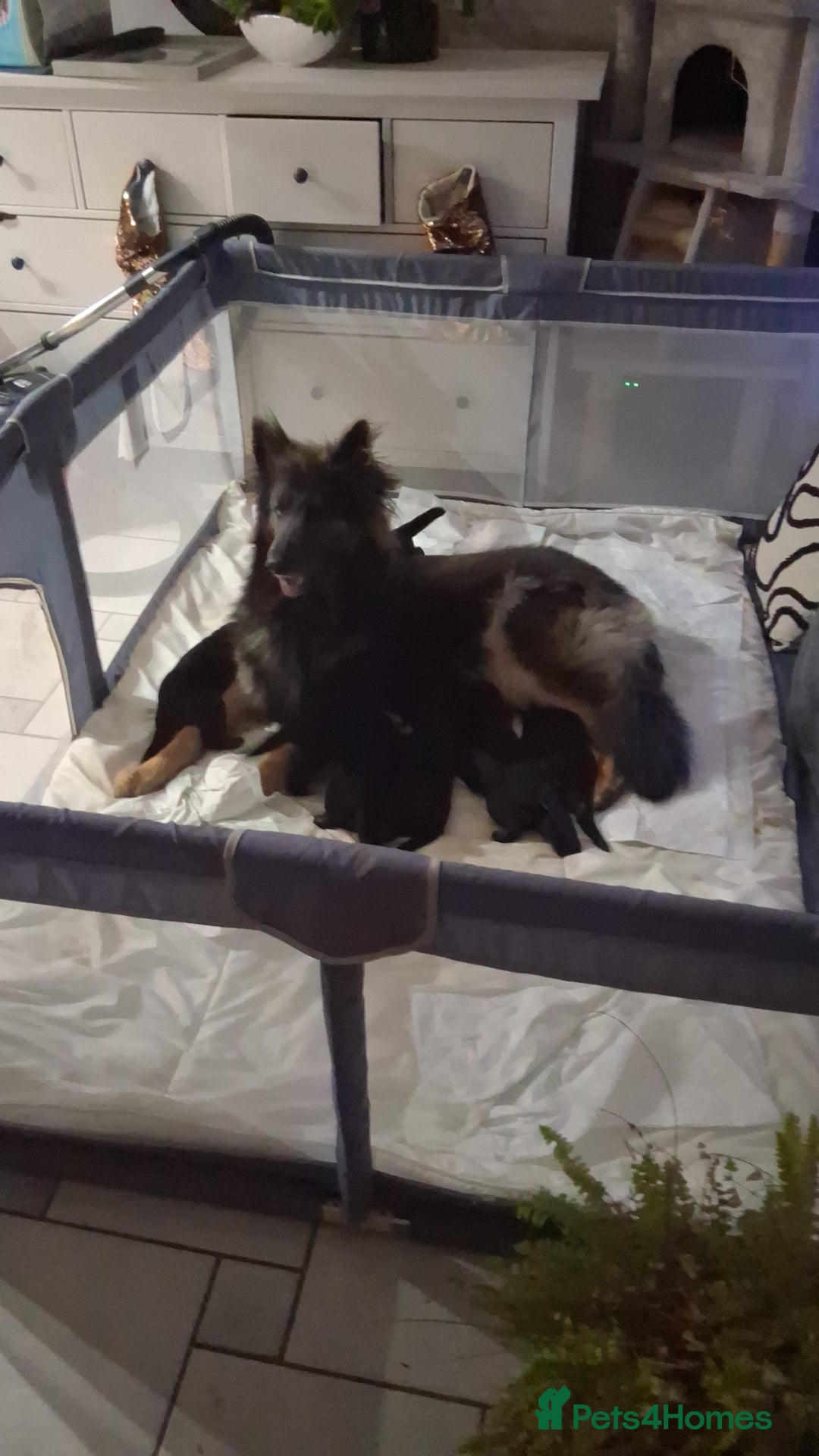 German Shepherd dogs for sale: Beautiful  German Shepherd  - Advert 6